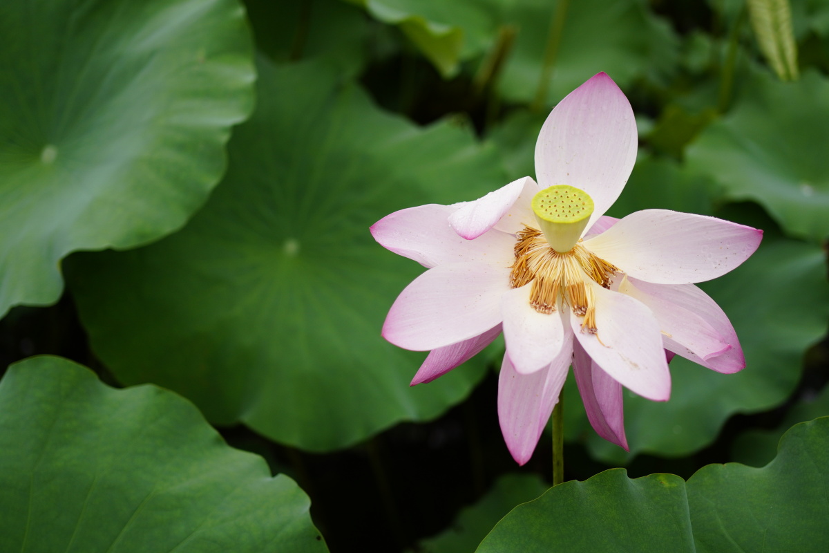 上海世纪公园荷花池留影