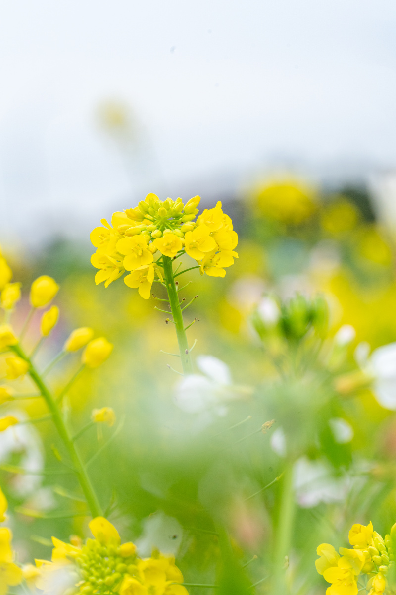 三月的春,美丽的油菜花 - 莫慢待_long - 图虫