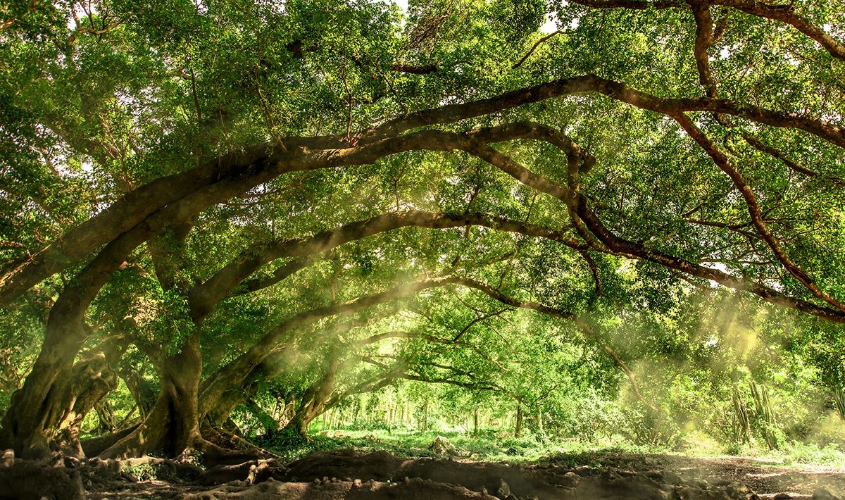 千年榕树万年根大树底下好乘凉
