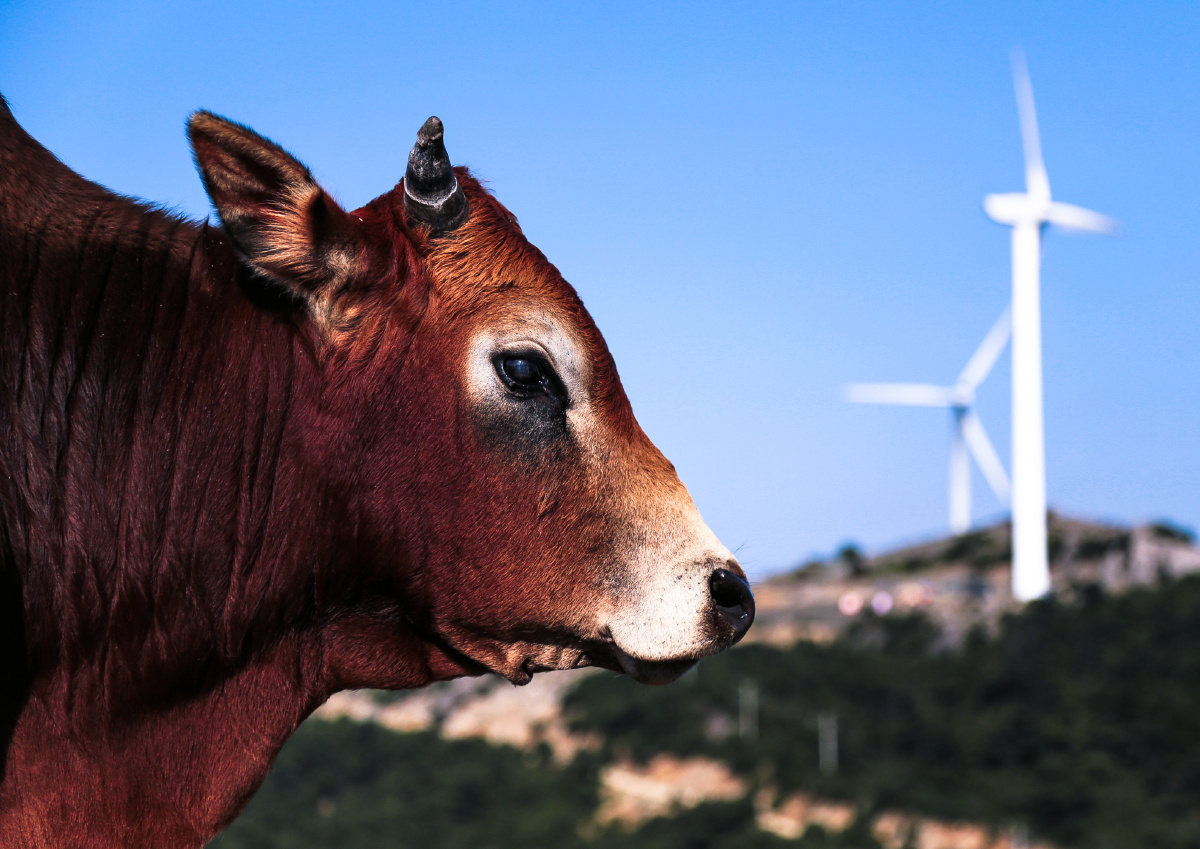 牛风车#家畜哺乳动物光影者的风光摄影昆虫摄影圈子极致风光摄影江苏