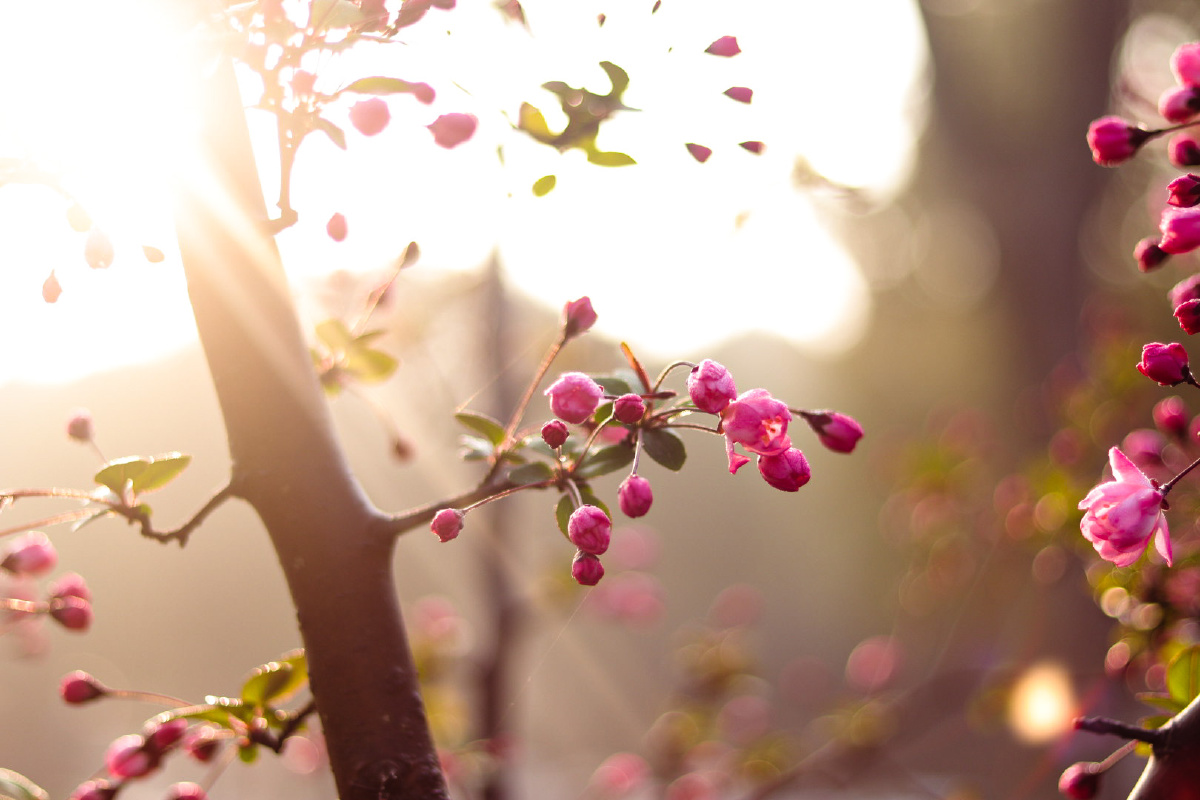 清晨一米阳光一束光阴一滴露水一天心情