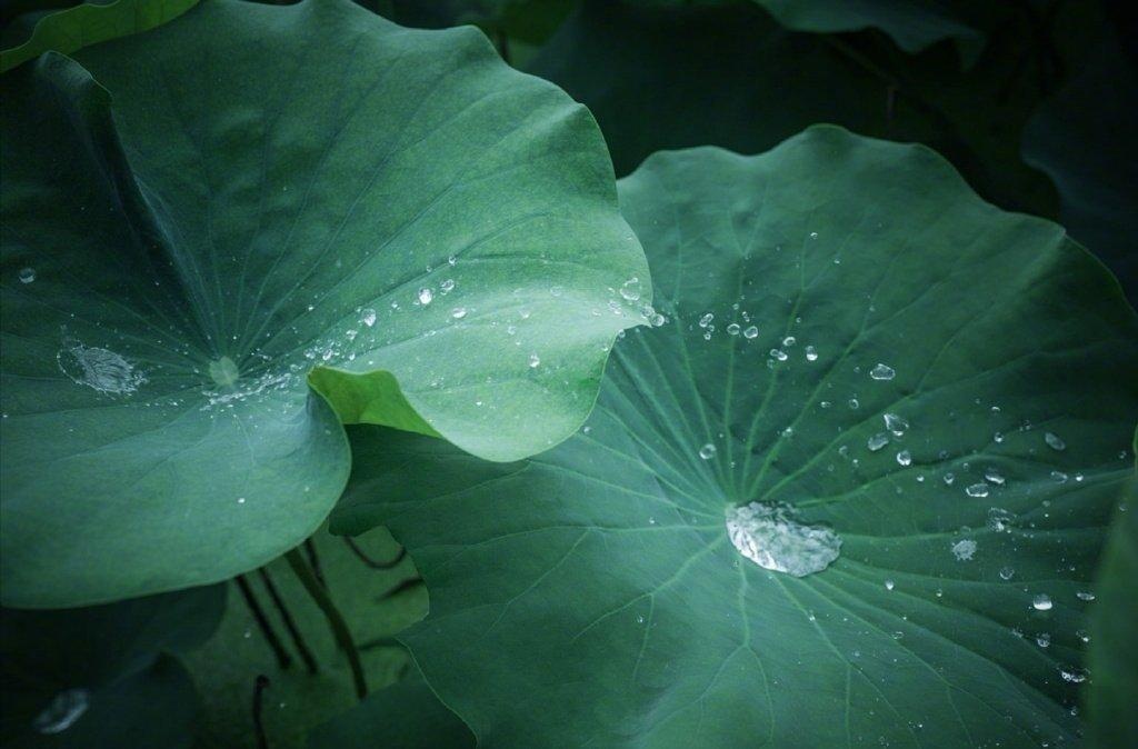雨后荷叶