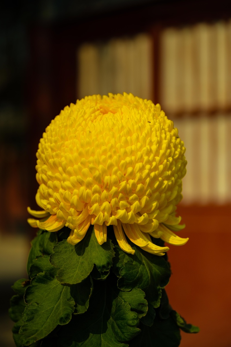 种类较多的菊花拍摄于开封清明上河园拍摄器材尼康z6247028