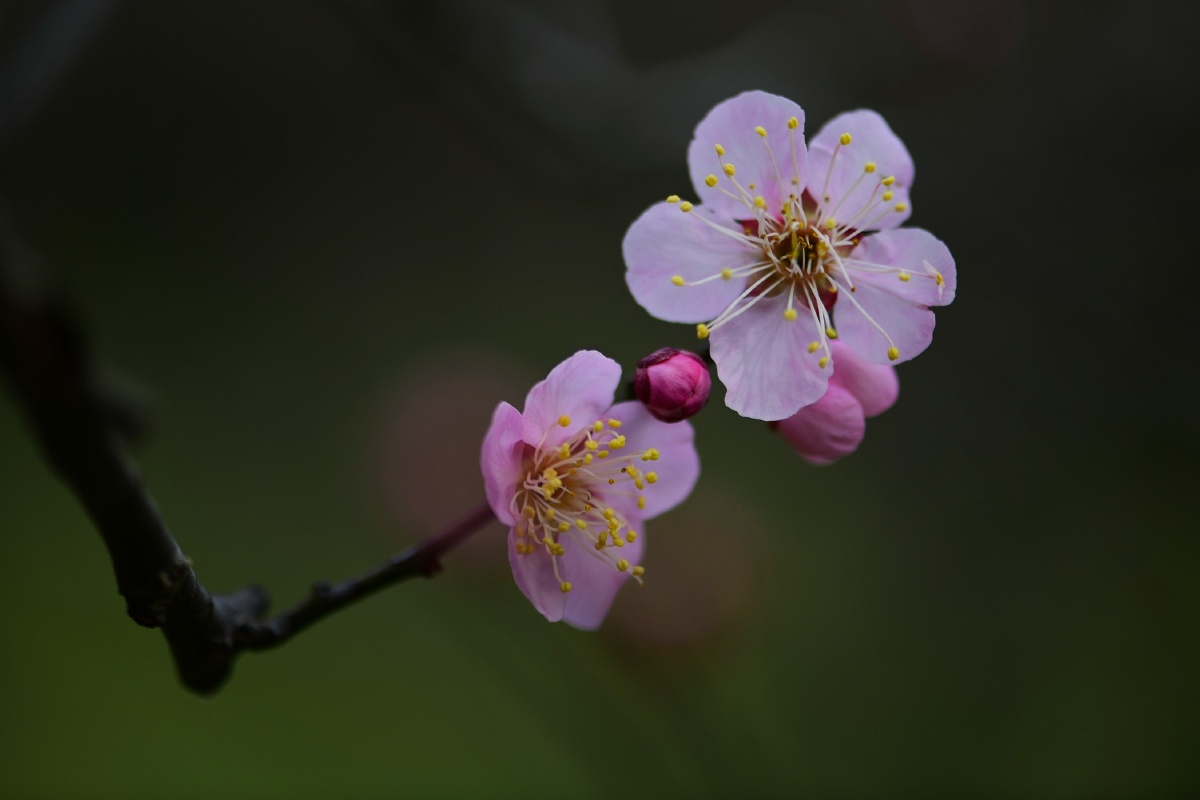 梅花被奉为花中四君子之首又名五福花寓意着吉祥借所拍梅花聊表心意祝