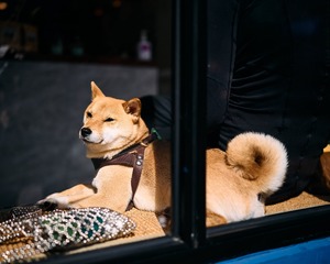 84577