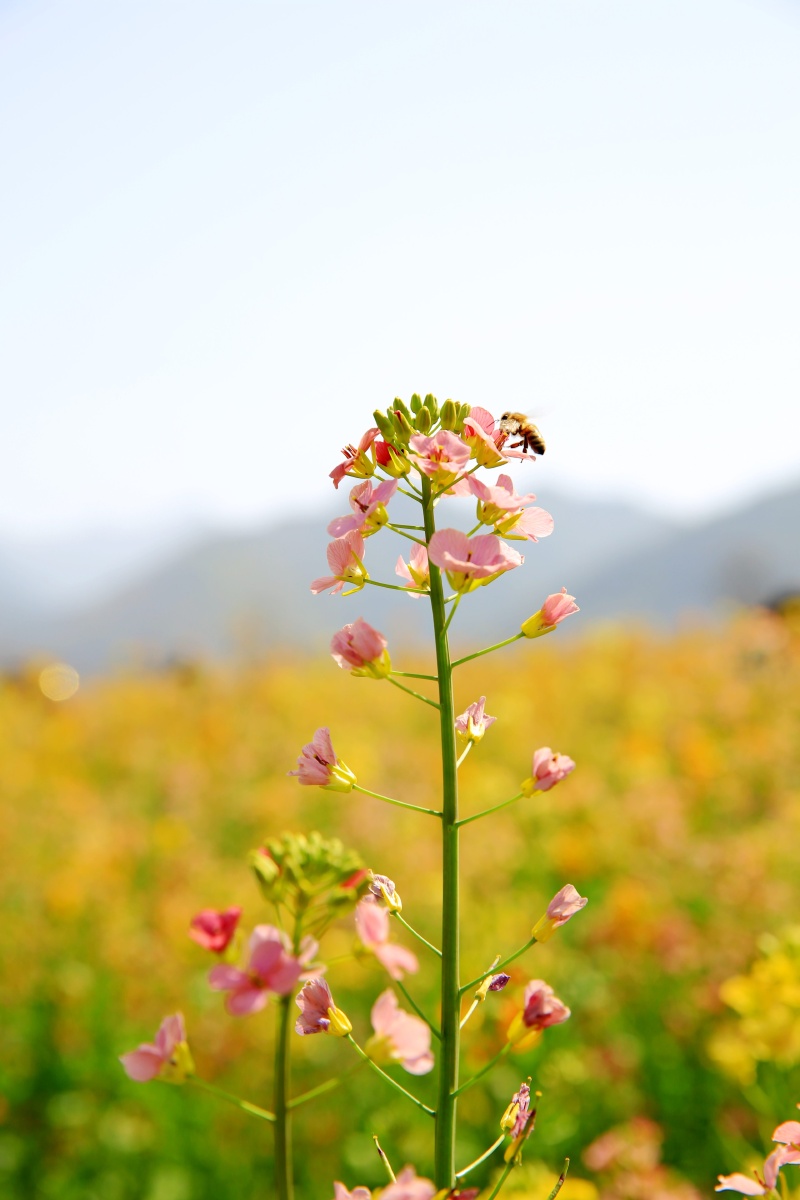 七彩油菜花