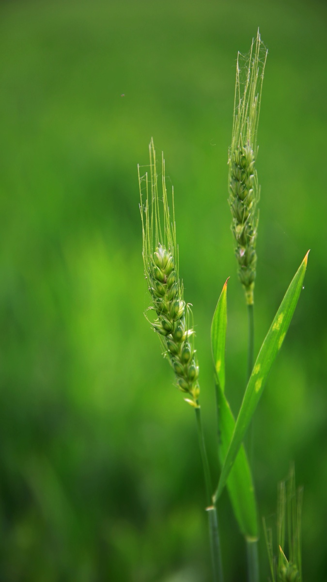 小麦穗