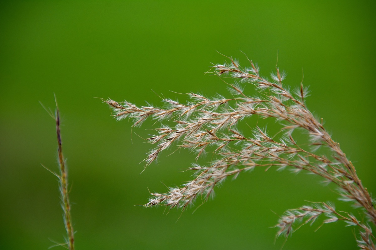 芦荻秋瑟意茫茫