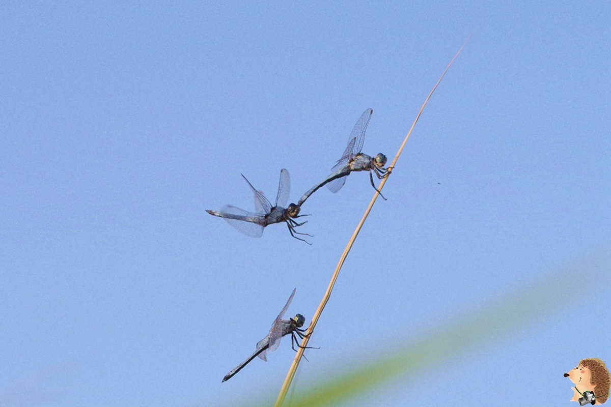 黄昏的芦苇丛,一群争夺配偶的蜻蜓胖刺猬关注