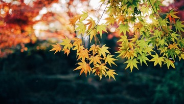 C115C72F-1541-42E8-AC32-3F86D5F4BE9A/L0/001