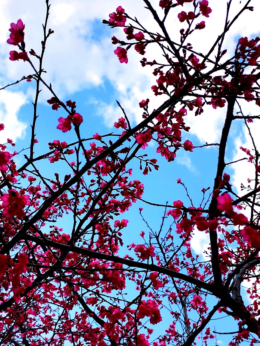 《樱花树下》61#天空#色彩#特写#樱花# - yuliang399明月摄影