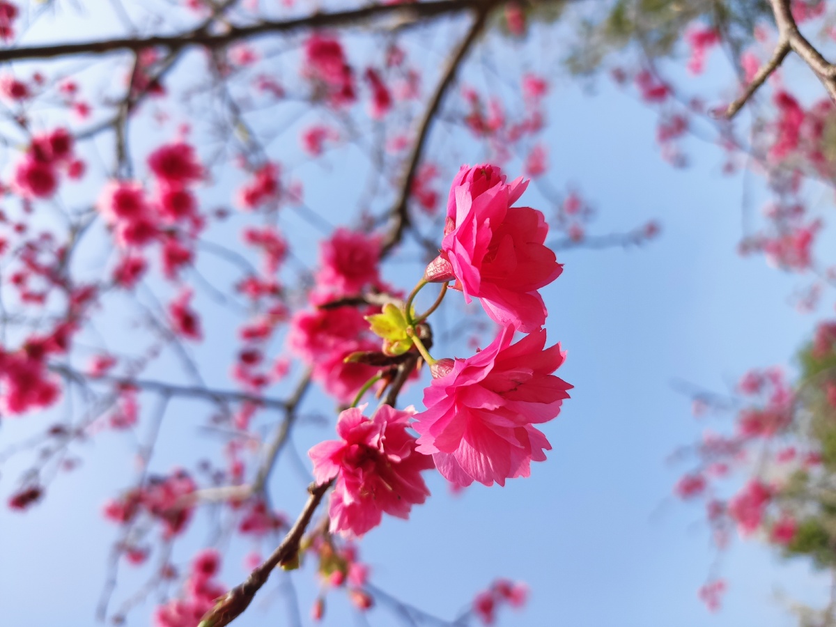一枝花