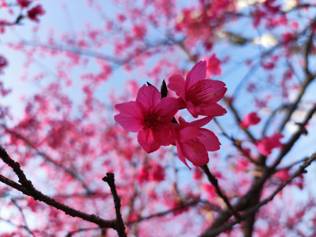 《樱花树下》,你心目中的樱花是什么样子的呢?樱花的一生短暂而美丽!