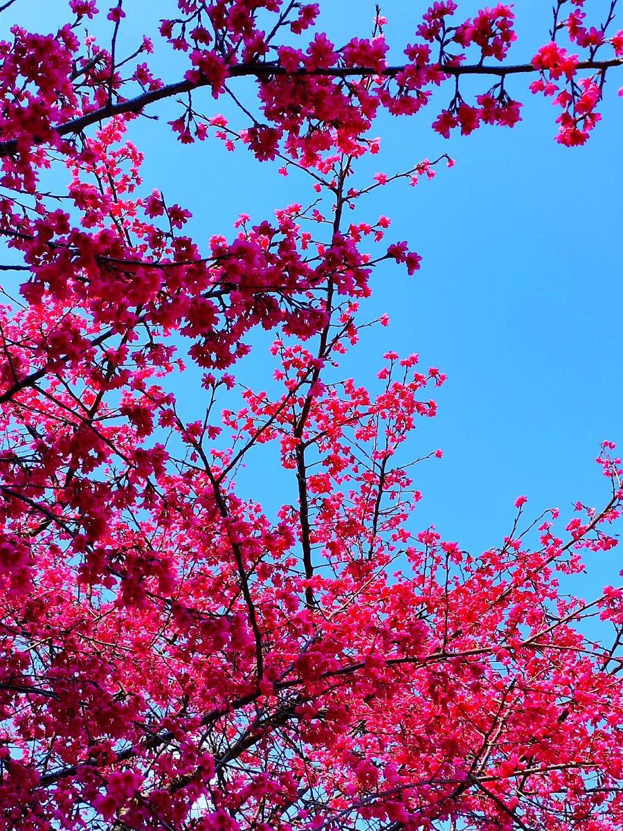 《春节》#色彩#樱花#喜气#天空# - yuliang399明月摄影 - 图虫