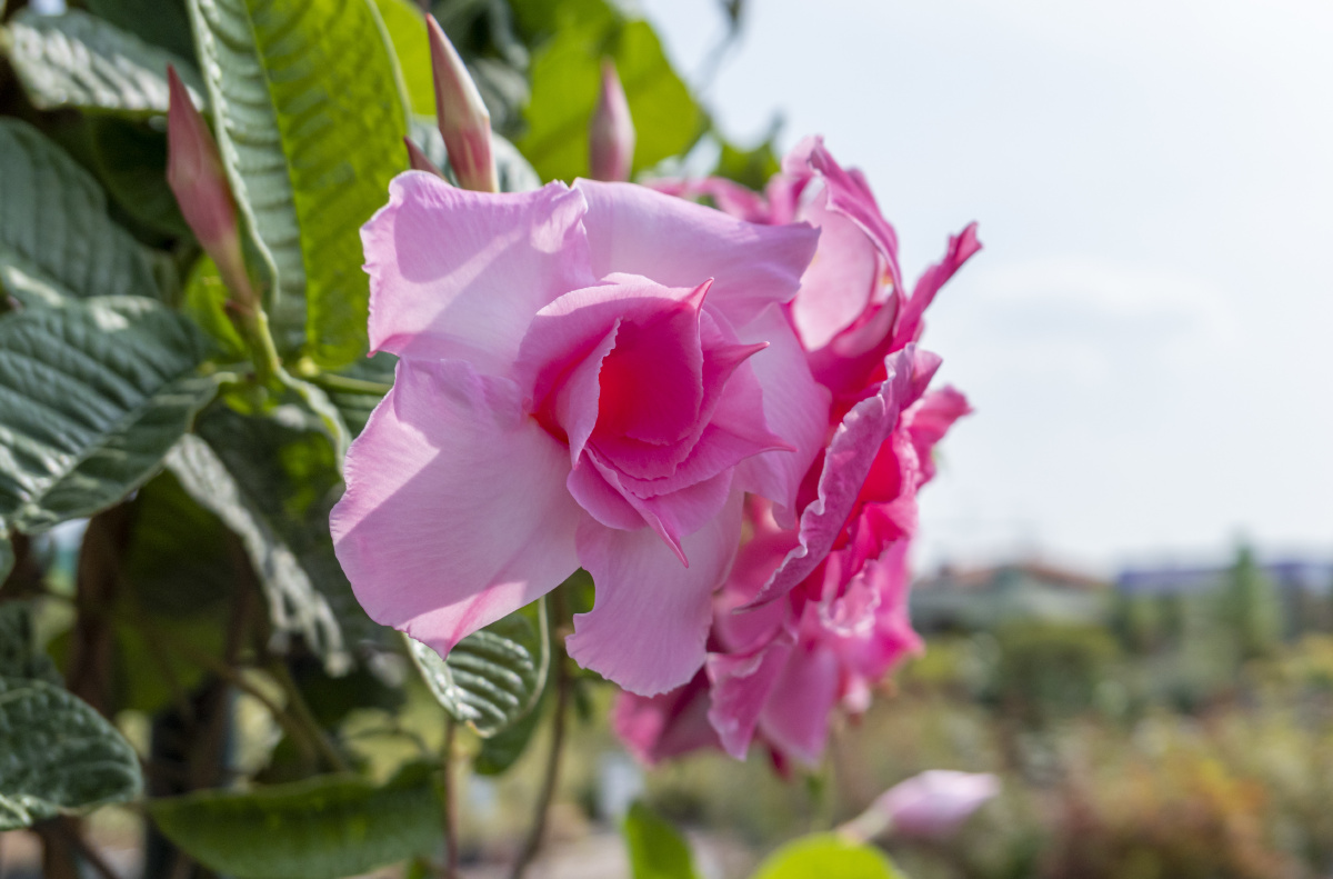 新年新气象,爱你蓝天 - 宾得, 温州, 广角, 浙江,