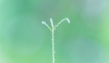 117