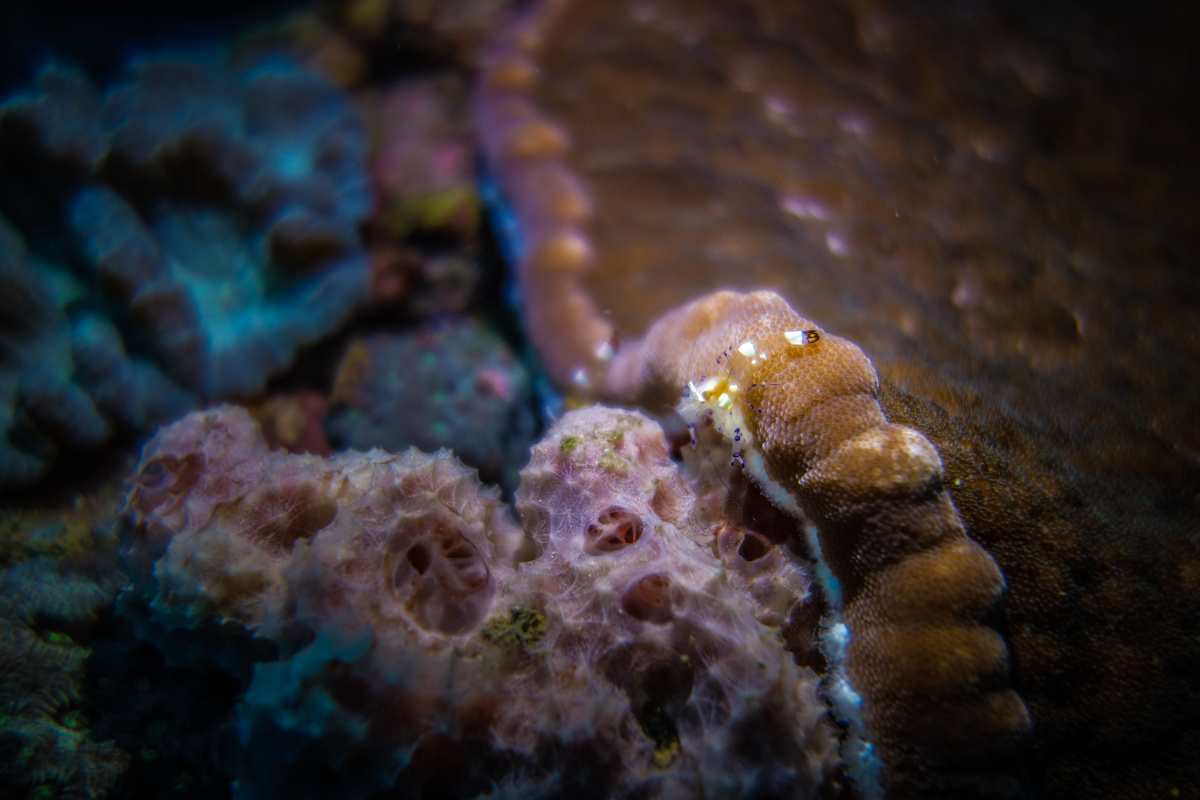 菲律宾马尼拉潜水,透明小虾