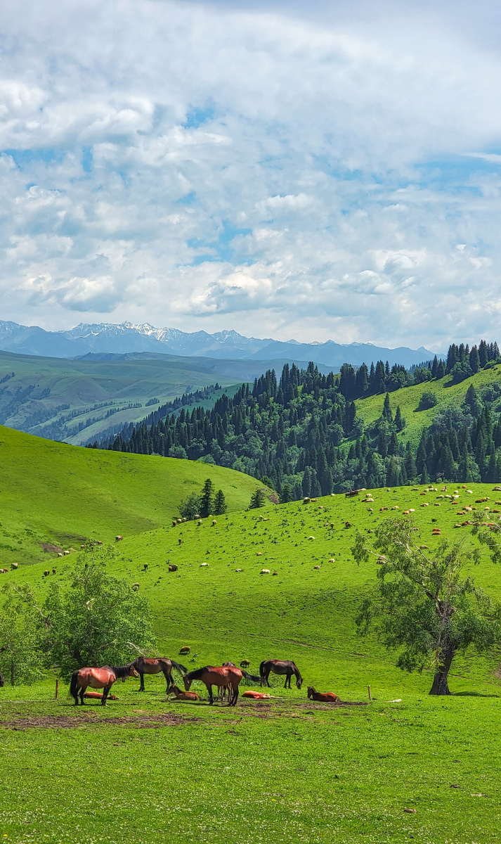 新疆那拉提河谷草原