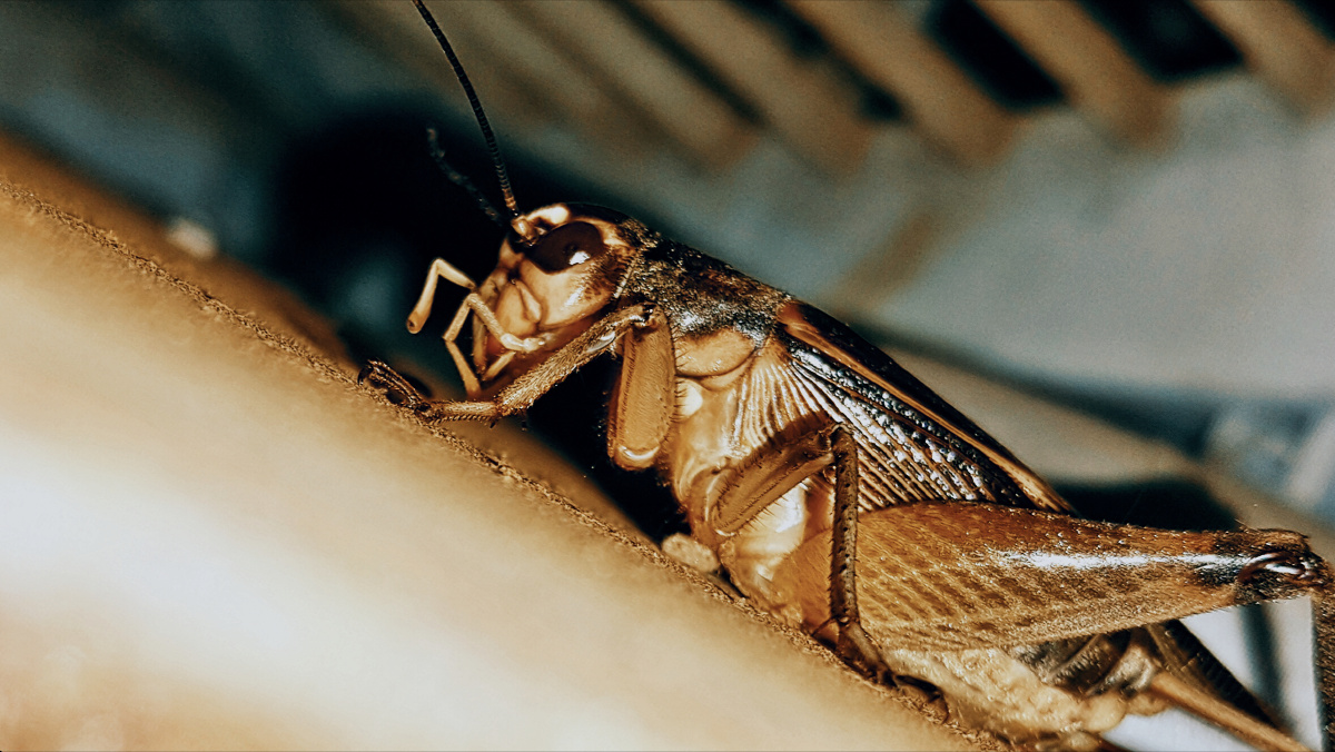 蟋蟀- g壁老w - 图虫