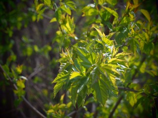 2011561
