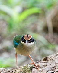 181A4440_DxO