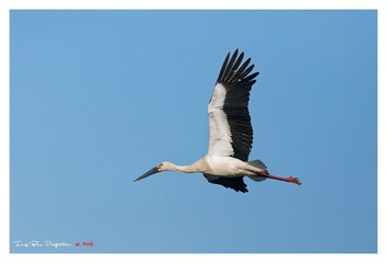 O54A0979_DxO