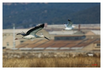 O54A5279_DxO