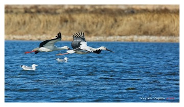 O54A5285_DxO