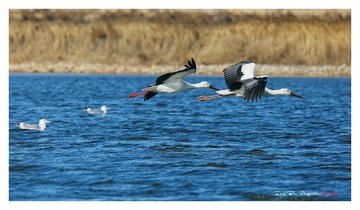O54A5286_DxO