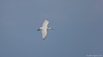 BG9R3522_DxO