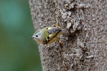3U1A0867_DxO