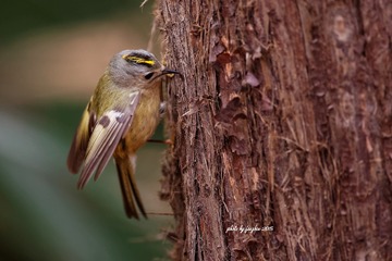 3U1A1797_DxO