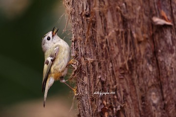 3U1A1816_DxO