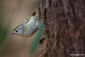 3U1A1988_DxO