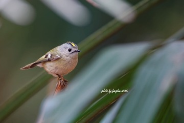 3U1A2205_DxO