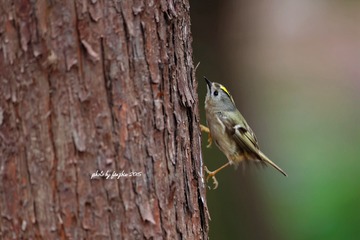 3U1A2272_DxO