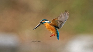 IMG_9707_DxO