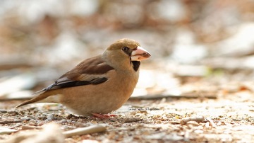 IMG_4558_DxO