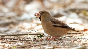 IMG_4561_DxO