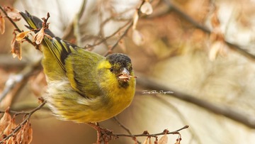 IMG_4200_DxO