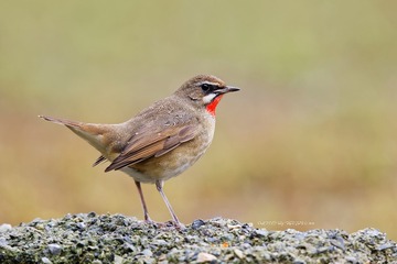 3U1A7833_DxO
