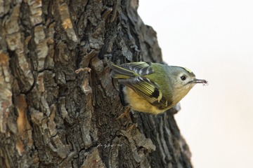 IMG_7101_DxO