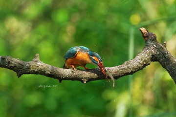 IMG_8442_DxO