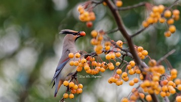 IMG_6738_DxO