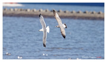 A78Q9687_DxO