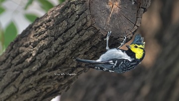 IMG_8082_DxO