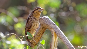 IMG_6506_DxO