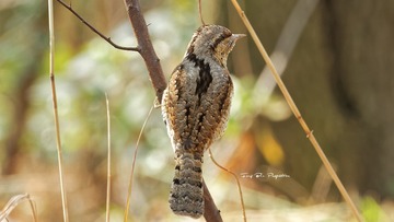 IMG_9476_DxO