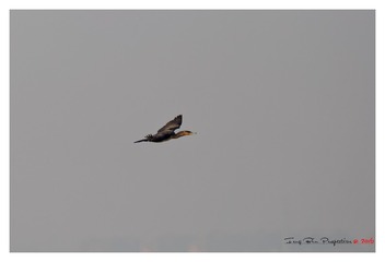 3U1A8336_DxO