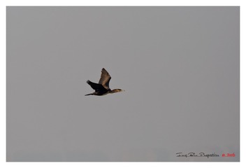 3U1A8337_DxO